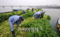 [포토] 한강에서 자란 미나리