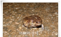 사라진 맹꽁이를 찾습니다