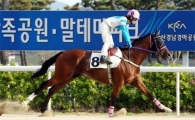 [주말레이싱] '미스터파크', '마(魔)의 15연승' 달성할까