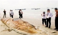 중국 해안서 17m '바다괴물' 사체 발견