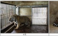 서울동물원, 멸종위기 백두산호랑이 암수 한 쌍 23일 공개