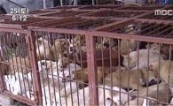 '동물보호단체들 화났다!' 개고기 축제 전격 취소