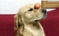 얼굴에 계란 올린 강아지, "균형잡기 달인" 인정 