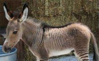 "누구냐 넌?"…아빠는 당나귀, 엄마는 얼룩말 