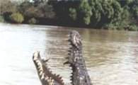 360kg 괴물 악어 포획…"캐리비안의 해적에나 나올 법한"
