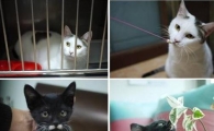'망부석 고양이' 상습 유기자가 입양 후 버려