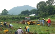 관악구 자원봉사센터, 농촌서 농산물 수확 봉사 