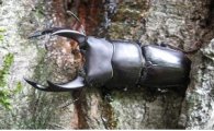 국립수목원서 만나는 ‘숲속 곤충 체험 전시회’