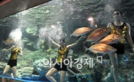 [포토] "아쿠아 댄스 보려오세요"