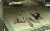 < TV 동물농장 >, 새끼 고양이 구조 논란... “최선을 다한 상황이었다”