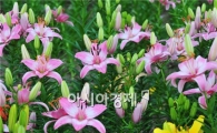 [포토]백합 도도한 자태 드러내