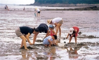 가족과 함께 바지락 캐러 서해안 갯벌로