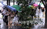 [포토]나무도 부러지고.. 바람도 불고..