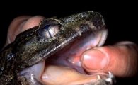 괴물 개구리, 턱뼈가 이빨로 진화? "뱀도 물어뜯겠네"