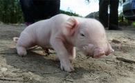 입과 코 둘 달린 아기 돼지 탄생