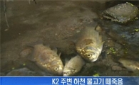 대구 물고기 떼죽음…"농약이나 독극물 가능성 배제 안해"