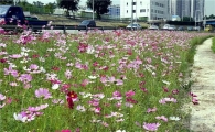중랑천변 코스모스 한들한들~~~