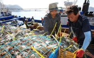 태안반도 꽃게잡이 한창