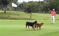 [김맹녕의 골프기행] '골프매너 아는 개' 태국 그린밸리
