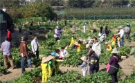 강동구, 친환경 도시농업 축제마당 열어 