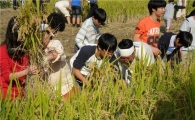 노원구 어린이들 벼베기 하며 농사체험