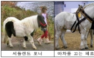 당나귀에서 얼룩말까지...200여종 馬