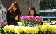 [포토] 여심 사로잡는 국화 냄새