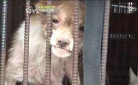< TV 동물농장 > 측, 동물사랑실천협회의 조작 방송 주장에 반론 제기