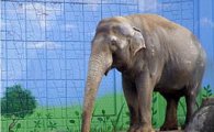 코끼리 태산이 사망…"가족 잃은 슬픔에 결국.."