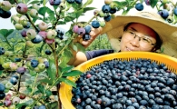 맛도 좋고 건강에도 좋은 '블루베리' 웰빙식품 각광