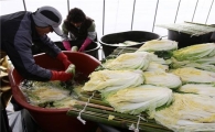 김장철 맞아 태안산 절임배추 ‘상종가’