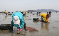 일본서 인정받은 ‘태안 게르마늄 바지락’
