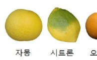 탱자의 효능 "감기뿐만 아니라 다이어트에 효과적"