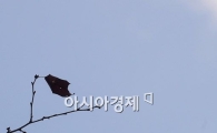 [포토] '마지막 잎새'
