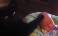 아기 재우는 고양이…신통방통 쓰담신공 "놀라워!"