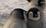 [시청률 업다운] <남극의 눈물>, 세상 끝과의 순조로운 만남