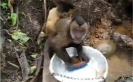설거지 원숭이…"솜씨가 사람보다 야무져!"