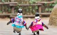 설날 인사 나서는 펭귄부부