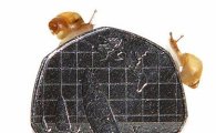 희귀 초소형 달팽이, "작아도 너무 작아"