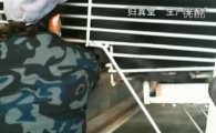 살아있는 곰 쓸개즙 채취 동영상 '충격'