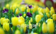[포토] 봄 햇살에 빛나는 튤립