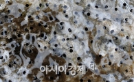 [포토] '80여일만 기다라면 올챙이로~'