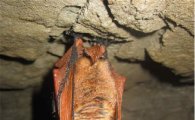황금박쥐, 서산과 진천서 46마리 발견