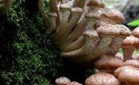 세계에서 가장 큰 생물…"버섯이라니" 깜짝 