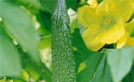 식물인슐린 '모모르디카' 당뇨병 치료에 탁월!