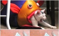 고양이 잡아먹는 물고기…"진짠 줄 알고 깜짝"