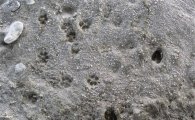 청주 무심천에 천연기념물 ‘수달’ 산다