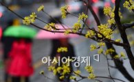 [포토] 봄 비 맺힌 산수유꽃 