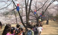 서대문구, 안산서 가족·이웃과 함께 벚꽃길 걷기