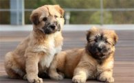 '독도'에서 태어난 '삽살개' 강아지 이름 공모